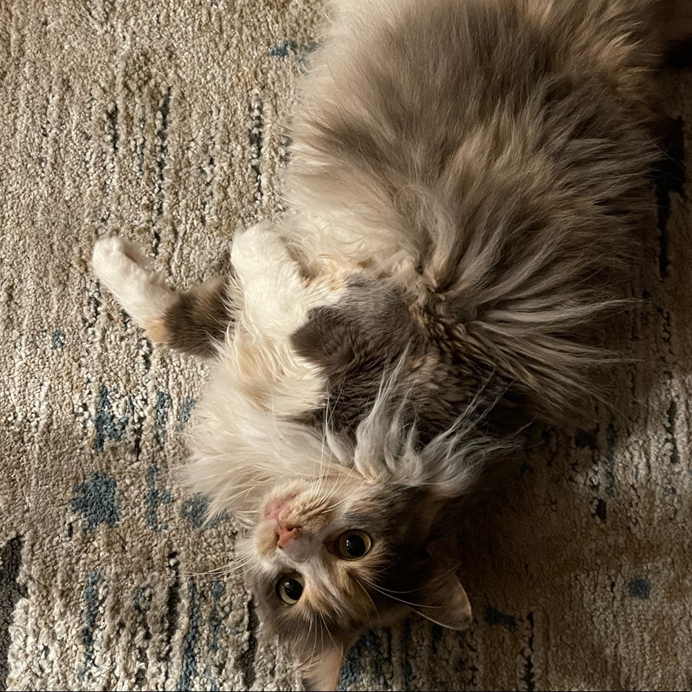 Meet your Posher, Danny